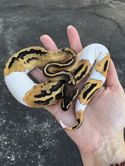 Z Out Of Stock Pied Ball Python Cb 2020 Low White Female Riset