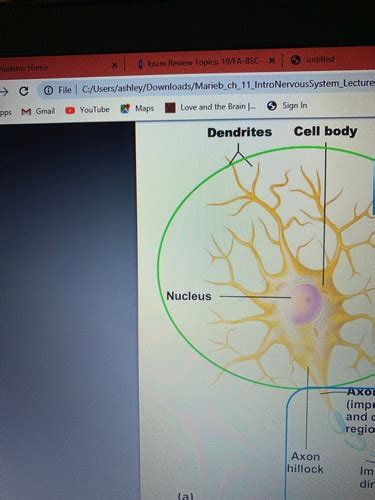 Anatomy Lecture Exam 2 Review Flashcards Quizlet