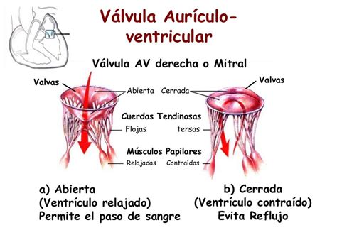 7 Válvulas Auriculoventriculares Av Sistema Cardiovascular Y