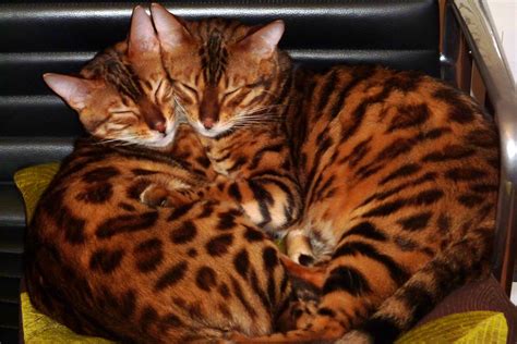 rare bengal cat worth  feared stolen  home  north london