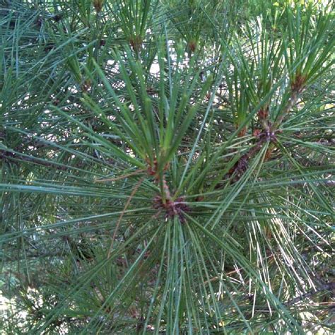 Pinus Densiflora Umbraculifera Pin Rouge Du Japon Tabulaire