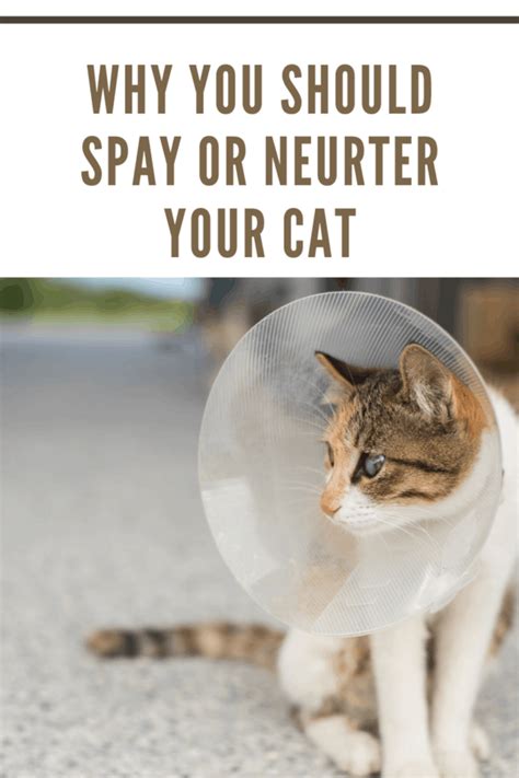 What Are The Side Effects Of Neutering A Cat • Mommys Memorandum