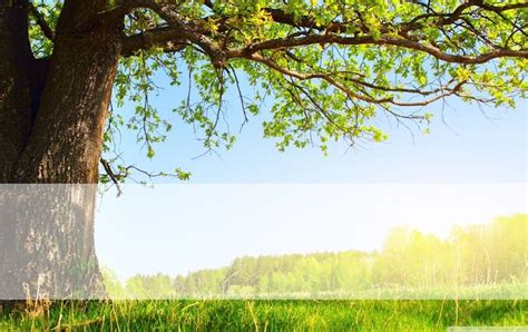 Nature Background Hd For Ppt We Have A Massive Amount Of Desktop And