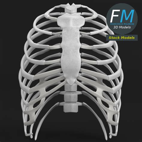 Don't just draw a generic rib cage shape in there. Anatomy human rib cage by FrancescoMilanese85 | 3DOcean