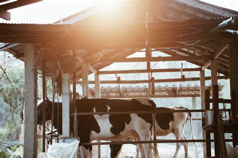 Milking Cow In Cowshed Barn In Dairy Farm Stock Image Image Of Rural