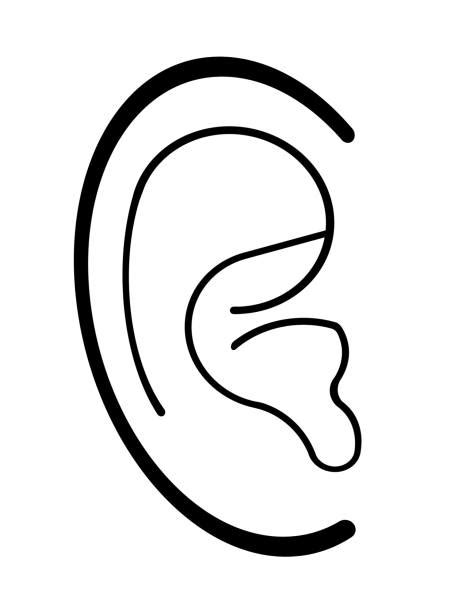 120 Human Ear Anatomy Pictures Illustrations Royalty Free Vector