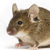 We offer affordable packages in pickering, ajax, whitby, brooklin, oshawa, bowmanville, courtice and surrounding areas. Pest Control Manhattan NY Ants Bed Bugs Bedbugs Rats ...
