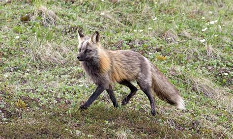 Gray Fox North American Nature
