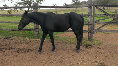 Check spelling or type a new query. "ACE" - Australian Stockhorse Gelding (Black) | Horses For ...