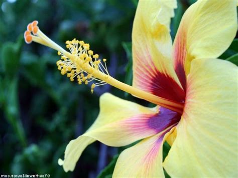 Check out this collection of the 30 prettiest tropical flowers to find inspiration for your next indoor or outdoor gardening project. Names and photos of hawaiian flowers