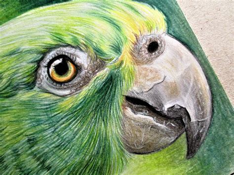 Apply a very heavy pencil pressure to. 'Parrot' Colored Pencil Drawing - Virily