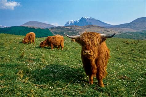 Where To See Highland Cows In Scotland Artofit