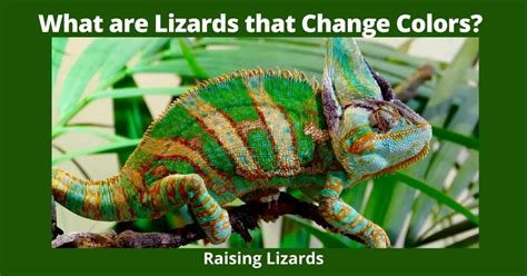 What Are Lizards That Change Colors Lizards Raising Lizards