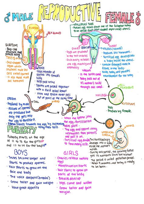 Female Reproductive System Concept Map Map