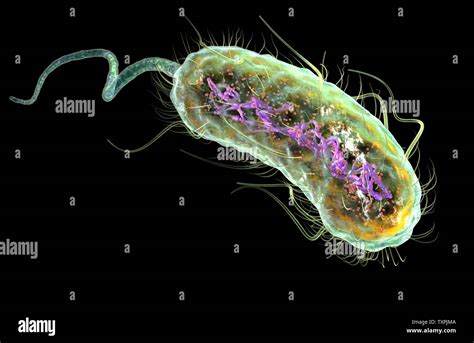 Ilustración Que Muestra La Bacteria Escherichia Coli E Coli Con Al