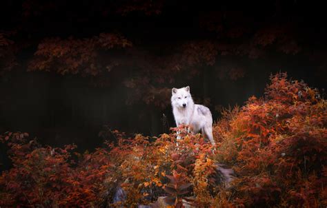 Nature Animals Wildlife Wolf Trees Forest Leaves Fall Rock Wallpapers Hd Desktop And
