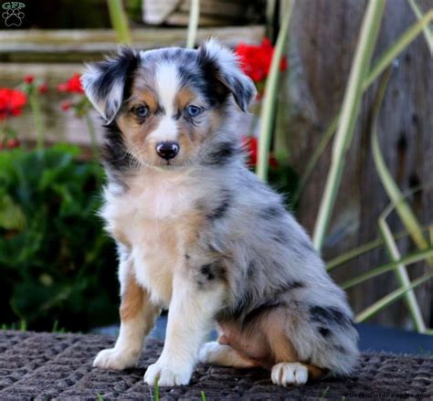 3 females and 1 male available. Miniature Australian Shepherd Puppies For Sale ...