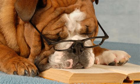Puppies In Perkins Study Break Dec 10 Duke University Libraries Blogs
