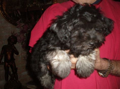 Get your little puppy today. Puppies for sale - Havanese, Havanese - ##f_category## in ...