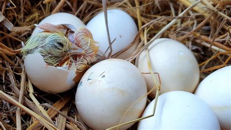 Egg Hatching Baby Chicken Hatching😍 Youtube