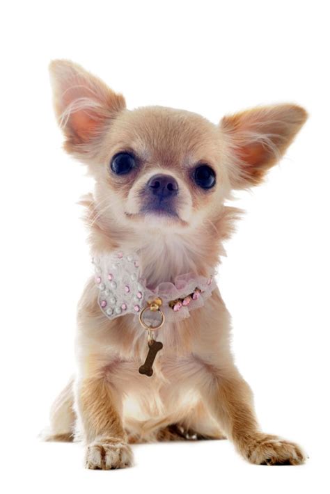 Portrait Of A Cute Purebred Puppy Chihuahua In Front Of White