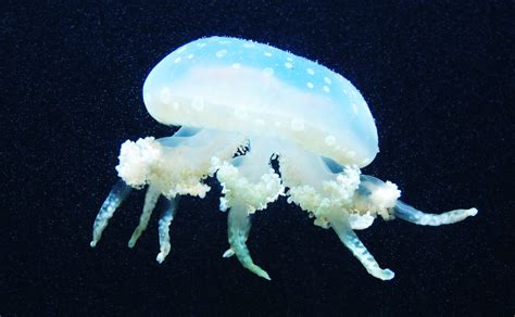 Fotos Gratis Mar Submarino Biología Medusa Animal Marino