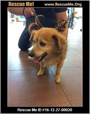 Corgibums is a small home based breeder specializing in the beautiful and ever so popular pembroke welsh corgi, located in ajax, ontario, canada. California Corgi Rescue ― ADOPTIONS ― RescueMe.Org