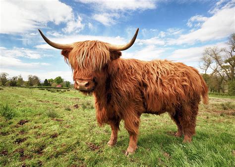 Scottish Highland Cow Trossachs Photograph By Grant Glendinning