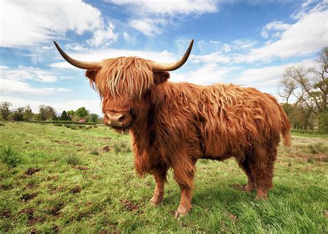 The only reason we are selling him, is we have 2 bulls now and our other bull is producing some white calves, which seem to be a desired color. Scottish Highland Cow - Trossachs Photograph by Grant ...