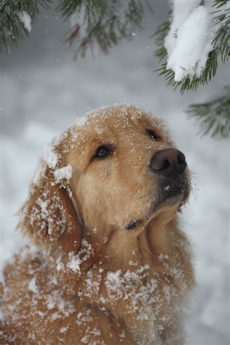 Pin By Andrea Fernández On Favorite Things Dogs Golden Retriever