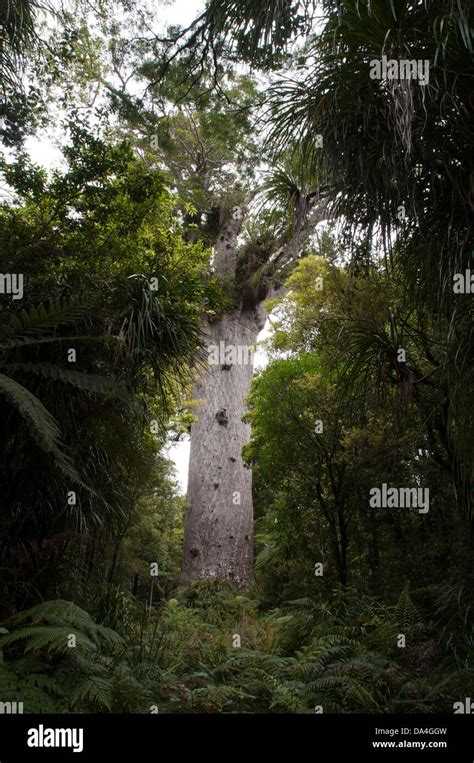 Tane Mahuta Is The Largest Living Kauri Tree In The World It Is