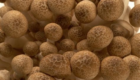 Certain plant fibres can be very long, e.g., jute, ramie, hemp. Characteristics of Kingdom Fungi Organisms | Sciencing