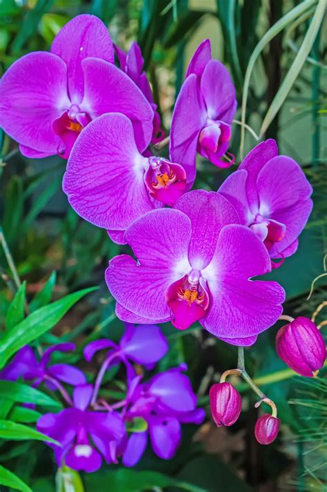 Purple Orchids Free Stock Photo Public Domain Pictures