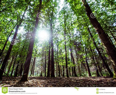 Picturesque Forest Illuminated By The Sun Stock Image Image Of