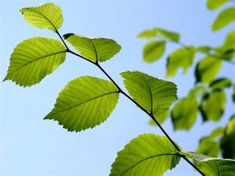 Mettez Une Feuille Artificielle Dans Votre Chaudière