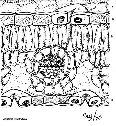 It bears a bud with minute scale leaves. Leaf Anatomy Coloring | Biology classroom, Teaching ...