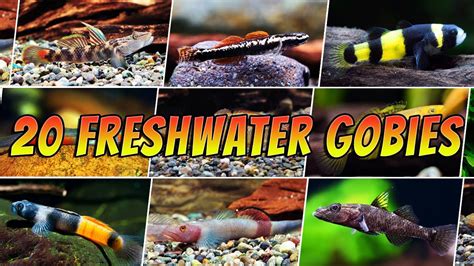 20 Different Freshwater Gobies For Your Aquarium Rare And Common Goby