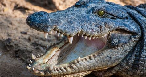 Alligator Vs Crocodile What Are The Differences A Tutor