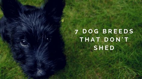 7 Small Dog Breeds That Dont Shed Bark With It