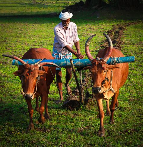 Photograph Of A Farmer Ploughing His Land Taken On A Photowalk In A Village Near Madhurandhagam