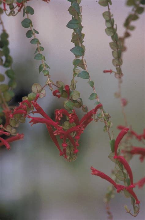 Aeschynanthus Nummularius Gesneriad Reference Web