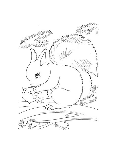 Printable Scaredy Squirrel Coloring Page Thekidsworksheet