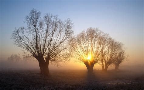 Nature Landscape Trees Mist Winter Morning Sunrise Cold