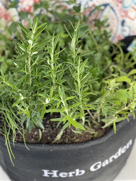 Growing Rosemary The Complete Guide For How To Grow And Harvest