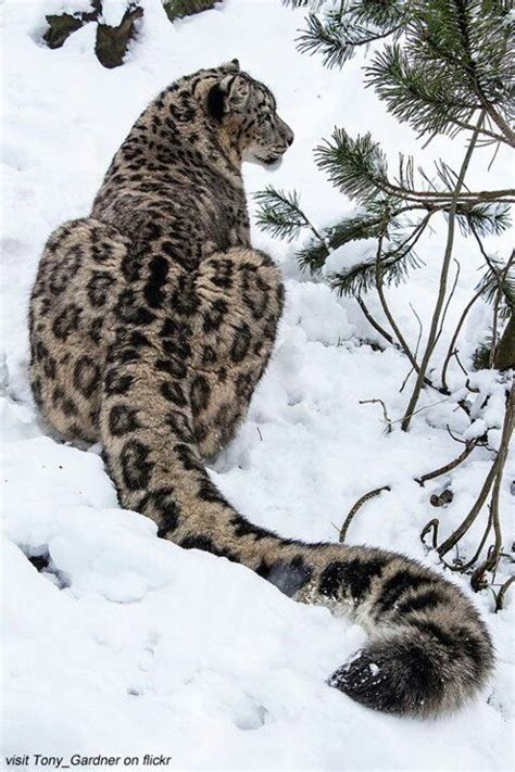 17 Best Images About Snow Leopards On Pinterest Snow