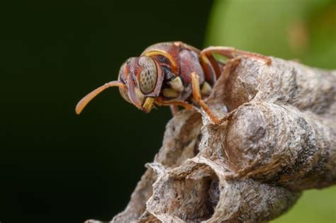 Premium Photo Super Macro Wasp And Larvals In Wasp Nest