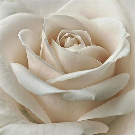 Meagan Bonany Hybrid Tea Roses Tea Roses Beautiful Roses
