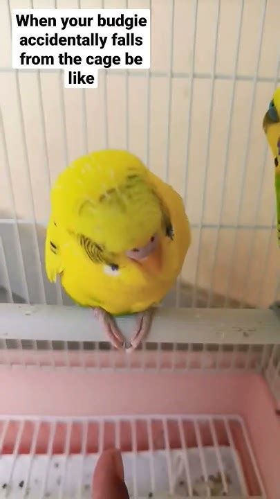 When Your Budgie Accidentally Falls Meme Budgies Shorts Youtube