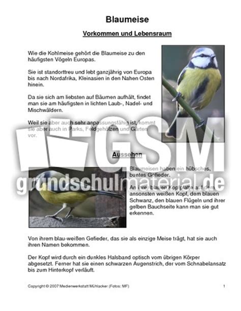 Ich bekomme täglich neue anfragen über. Blaumeise Vogel Ausmalbild Blaumeise