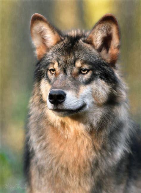 Wolf Portrait By Marcel Bressers Photo 173849749 500px Wolf Dog